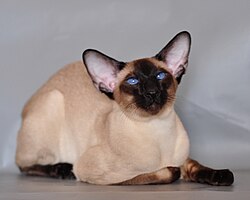 Siamese_cat (1).jpg